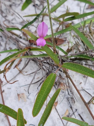 Galactia purshii, photographed by Jay Horn