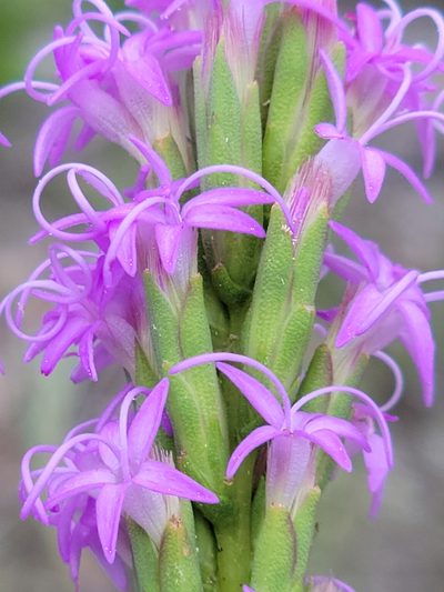 Liatris chapmanii, photographed by Jay Horn