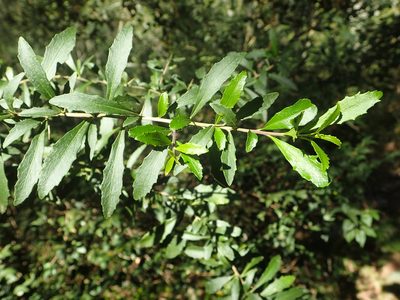Melicytus dentatus, photographed by ronavery