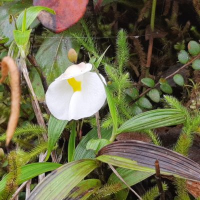Utricularia praetermissa, photographed by Arthur de Jesús Chavarría Pérez