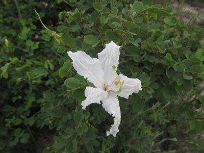 Bauhinia macrantha, photographed by Robert Taylor