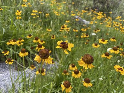 Helenium bigelovii, photographed by Matt Benjamin