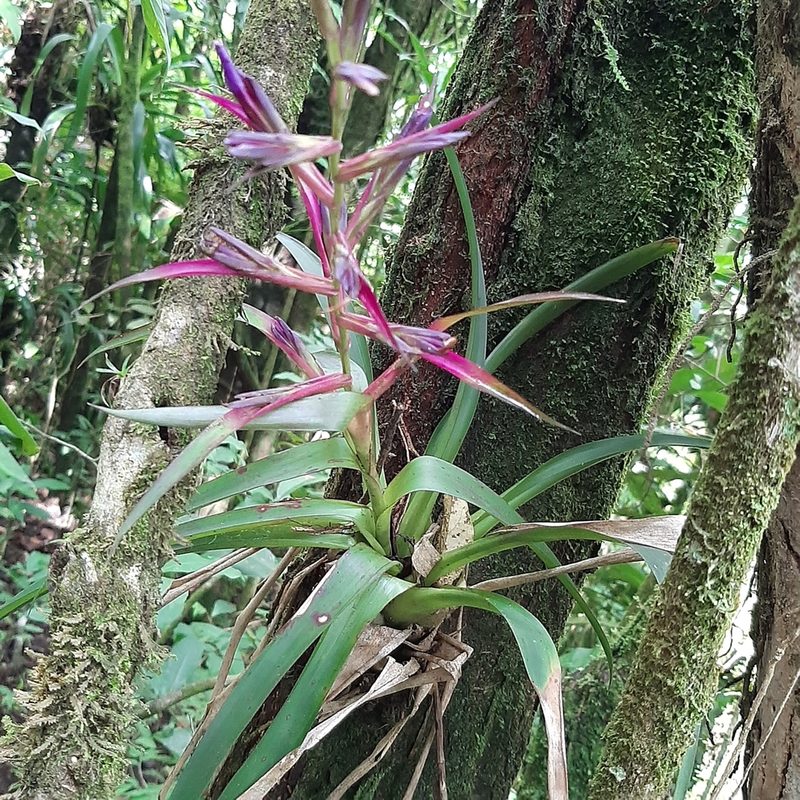 Tillandsia leiboldiana, photographed by Arthur de Jesús Chavarría Pérez