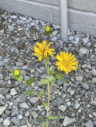 Grindelia scabra, photographed by CK2AZ
