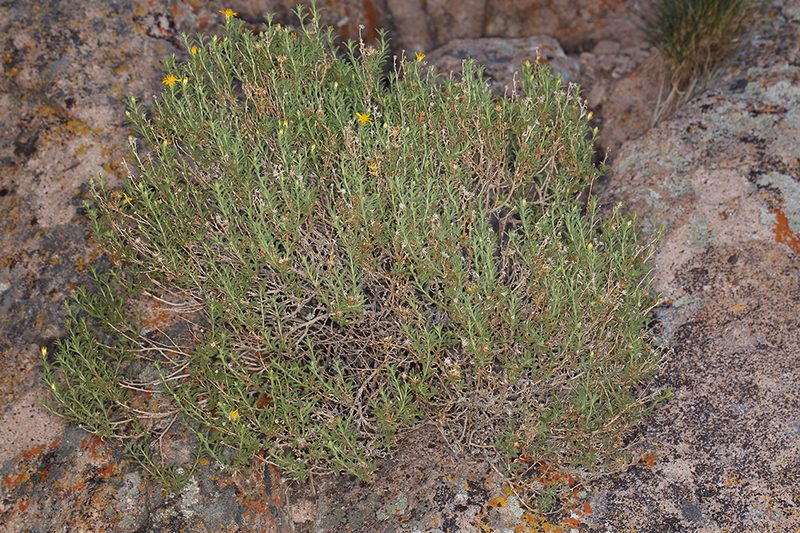 Ericameria watsonii, photographed by Steve Matson