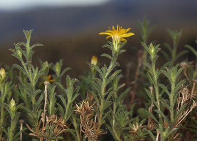 Ericameria watsonii, photographed by Steve Matson