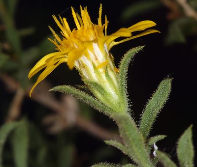 Ericameria watsonii, photographed by Steve Matson