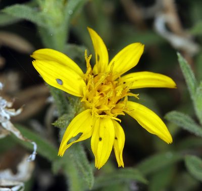 Ericameria watsonii, photographed by Steve Matson