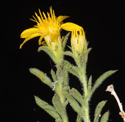Ericameria watsonii, photographed by Steve Matson