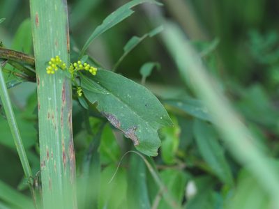 Solidago juncea, photographed by mefisher