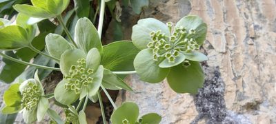 Bupleurum angulosum, photographed by Santiago Martín-Bravo
