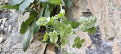 Bupleurum angulosum, photographed by Santiago Martín-Bravo