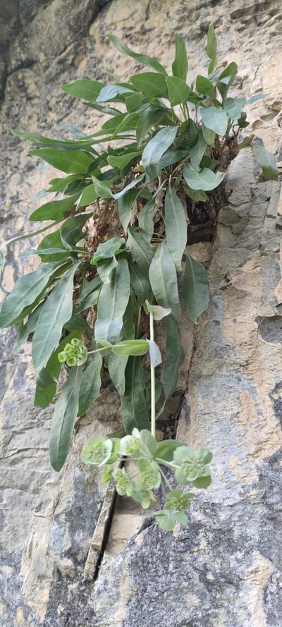 Bupleurum angulosum, photographed by Santiago Martín-Bravo
