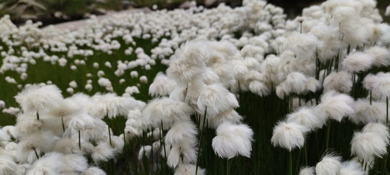 Eriophorum scheuchzeri, photographed by Santiago Martín-Bravo