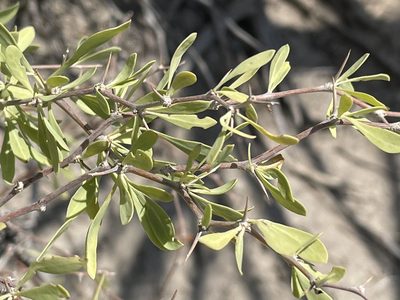 Lycium pallidum, photographed by Bobby McCabe