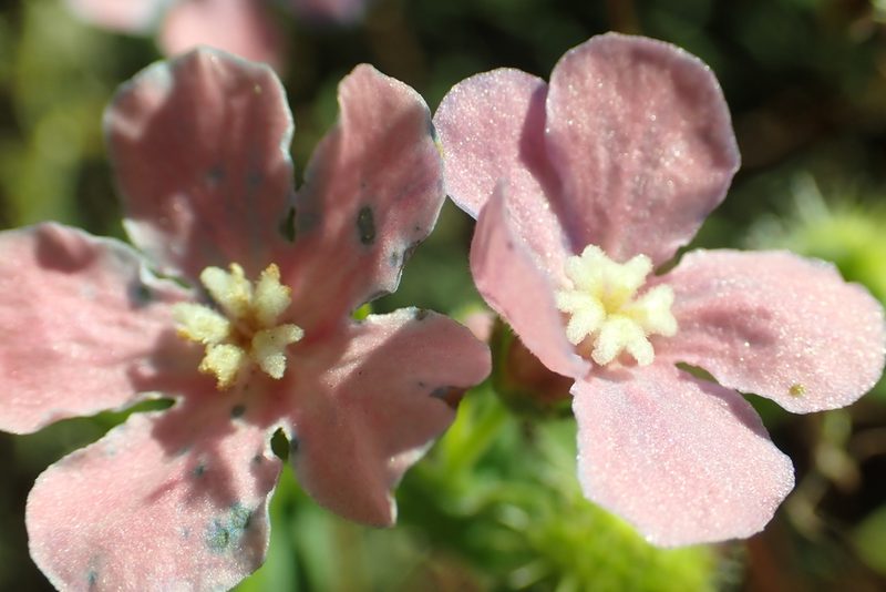 Hackelia velutina, photographed by Steve Woodward