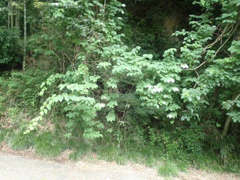 Actinidia polygama, photographed by Yoshihiro Tokue