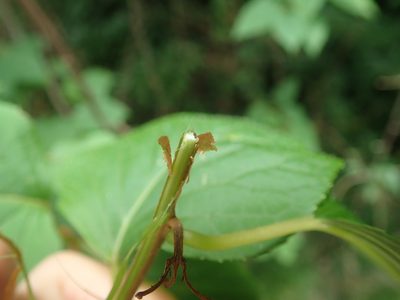 Actinidia polygama, photographed by Yoshihiro Tokue