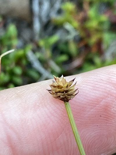 Carex capitata, photographed by Alan Weakley