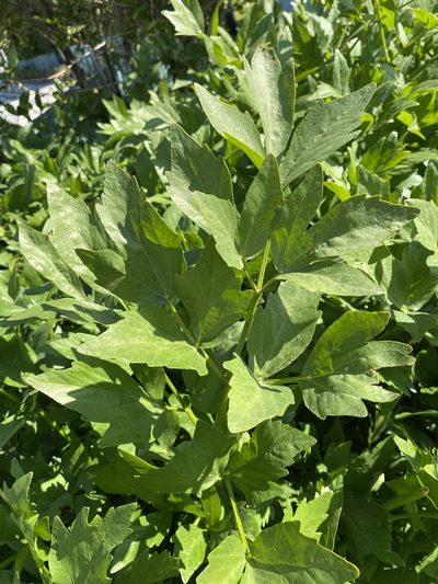 Levisticum officinale, photographed by Alan Weakley