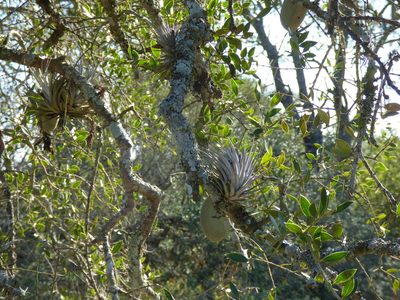 Tillandsia recurvifolia, photographed by Pablo H Capovilla