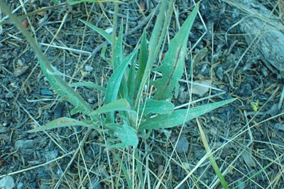 Agoseris aurantiaca, photographed by Steve Woodward