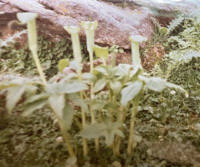 Arisaema jacquemontii, photographed by Tony Eales