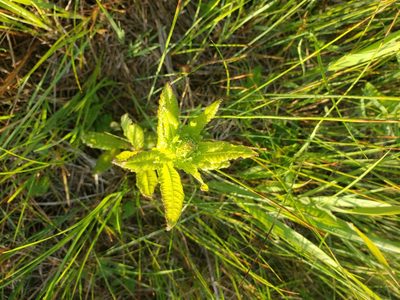 Pedicularis lanceolata, photographed by Shaan Aroeste