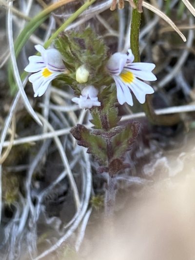 Euphrasia frigida, photographed by Alan Weakley