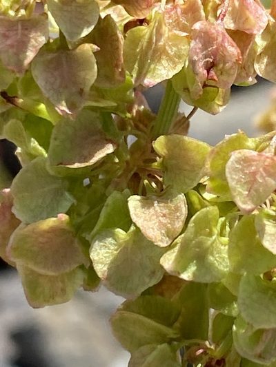 Rumex longifolius, photographed by Alan Weakley