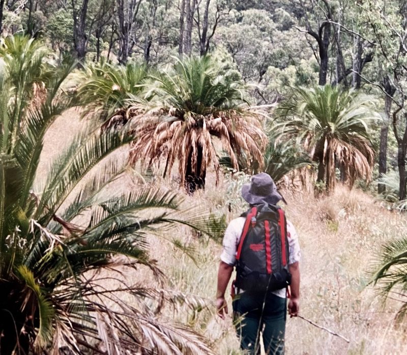 Macrozamia moorei, photographed by Tony Eales