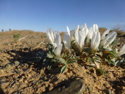 Astragalus brevifolius, photographed by Duncan Brooks