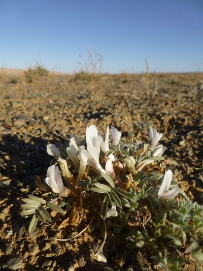 Astragalus brevifolius, photographed by Duncan Brooks