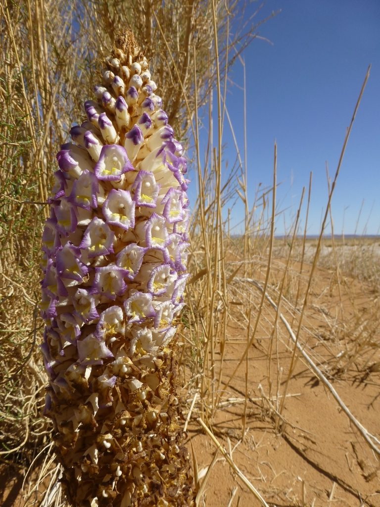 Cistanche deserticola, photographed by Duncan Brooks