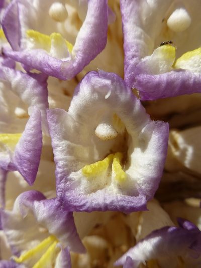 Cistanche deserticola, photographed by Duncan Brooks