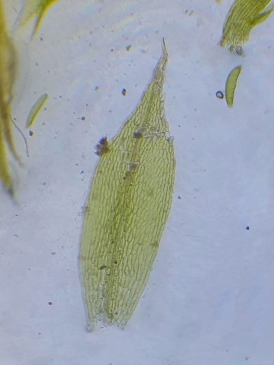 Splachnum ampullaceum, photographed by Jonathan Hughes