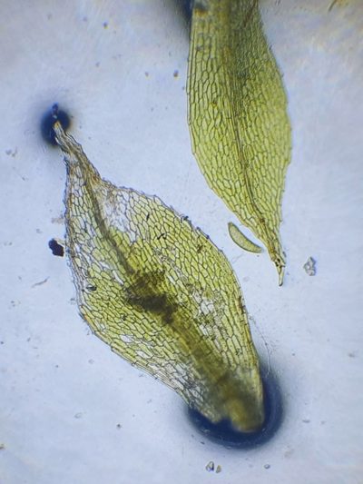 Splachnum ampullaceum, photographed by Jonathan Hughes