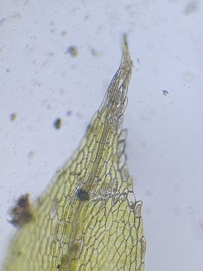Splachnum ampullaceum, photographed by Jonathan Hughes