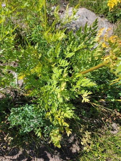 Ligusticum porteri, photographed by Rebecca Gimenez Husted