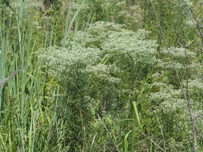 Eupatorium hyssopifolium, photographed by mefisher