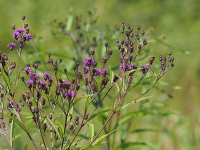 Vernonia noveboracensis, photographed by mefisher