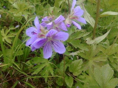 Geranium erianthum, photographed by Syd Cannings
