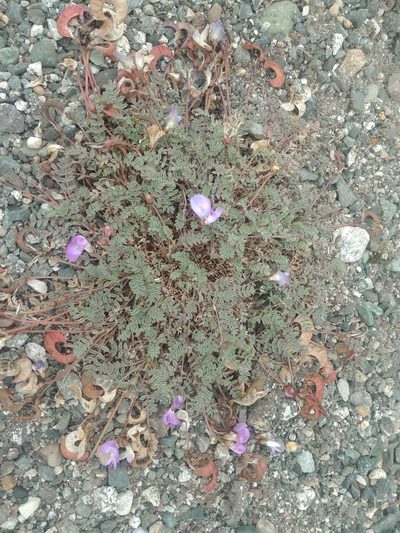 Astragalus nutzotinensis, photographed by Syd Cannings