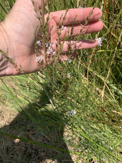 Lythrum lineare, photographed by inbetweenbays