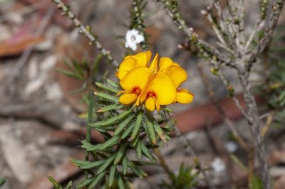 Pultenaea aristata, photographed by dhfischer