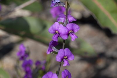 Mirbelia speciosa, photographed by dhfischer