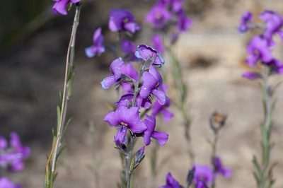 Mirbelia speciosa, photographed by dhfischer