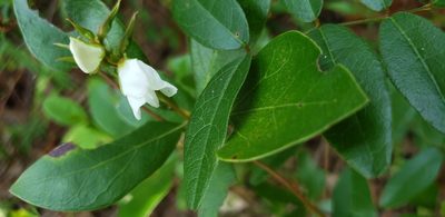 Galactia elliottii, photographed by Jeanene Arrington-Fisher