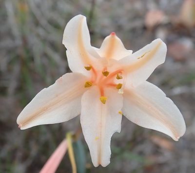 Cyrtanthus leptosiphon, photographed by Nicola van Berkel