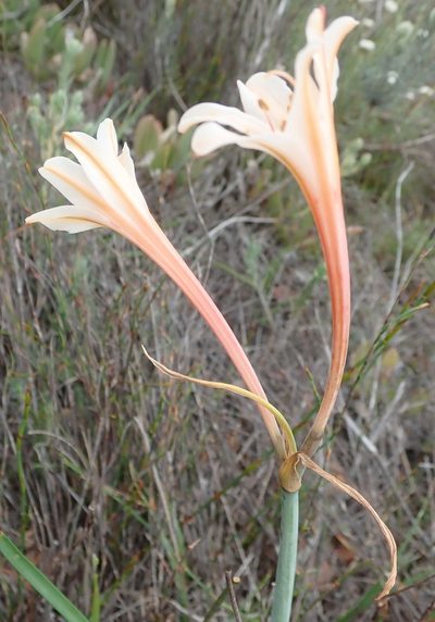 Cyrtanthus leptosiphon, photographed by Nicola van Berkel